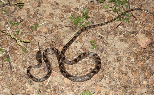 Venezuelan Cat-eyed Snake