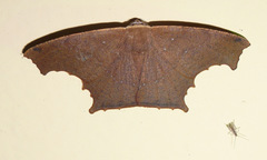 Eutomopepla discuneata