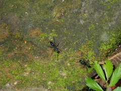 Leptogenys cyanicatena