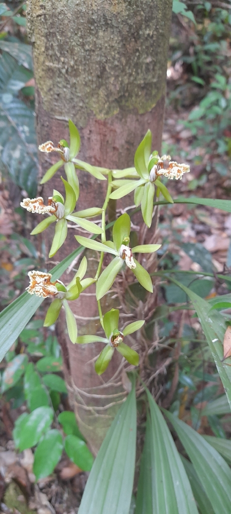 Coelogyne zurowetzii