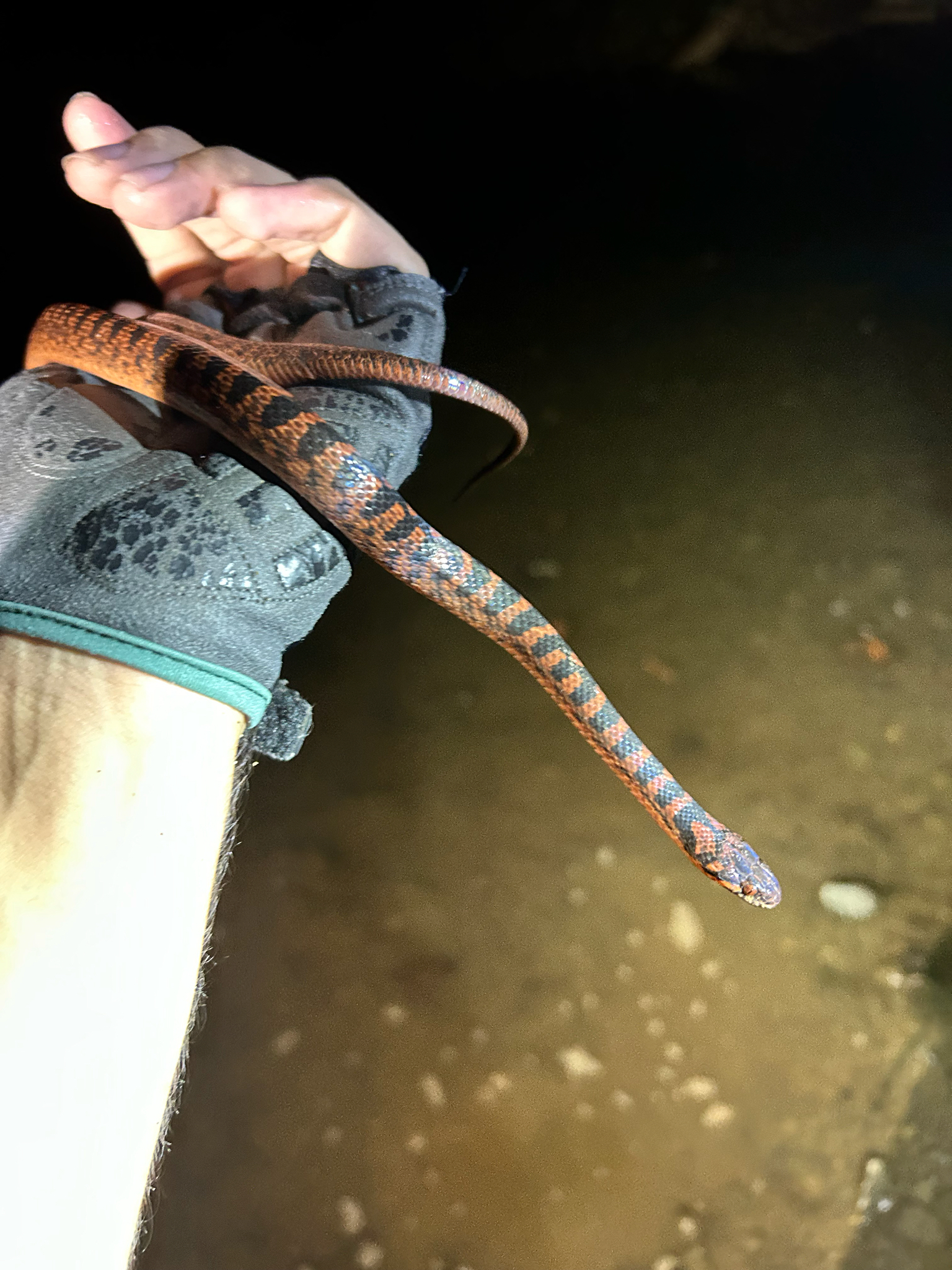 Mangrove Cat-Eyed Snake photo 5