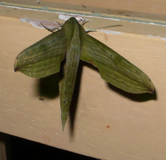 Xylophanes hydrata