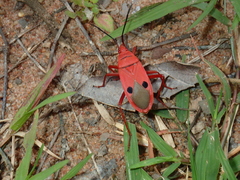 Probergrothius nigricornis