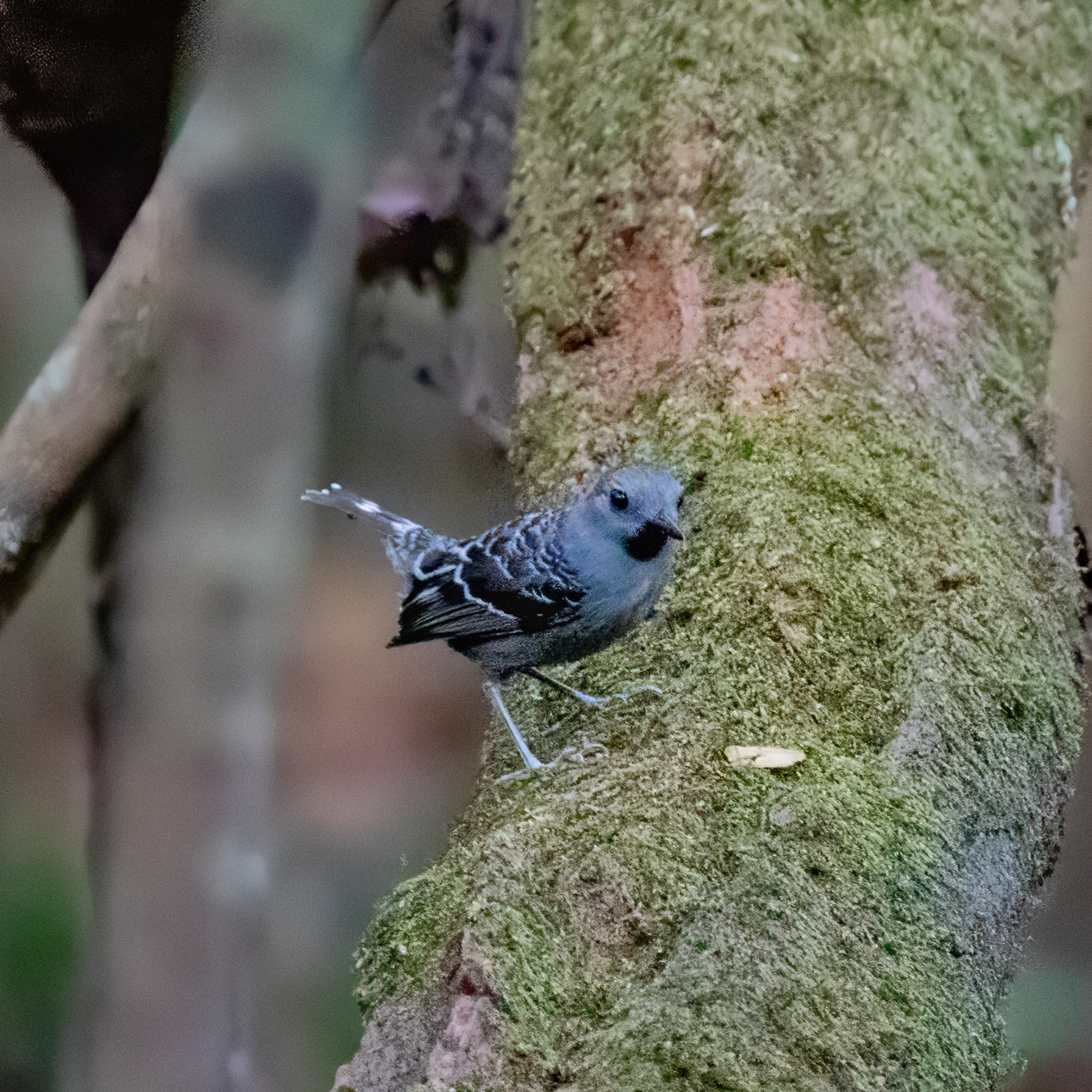 Xingu Scale-backed Antbird (Willisornis vidua), photo 3