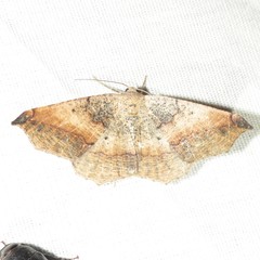 Prochoerodes forficaria