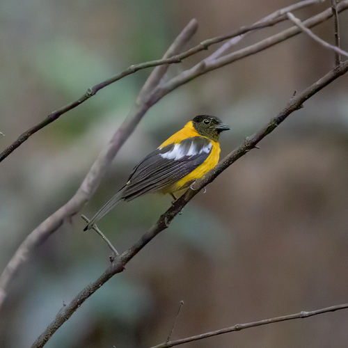 White-winged Shrike-Tanager (Lanio versicolor), photo 4