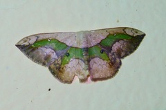 Semaeopus varia