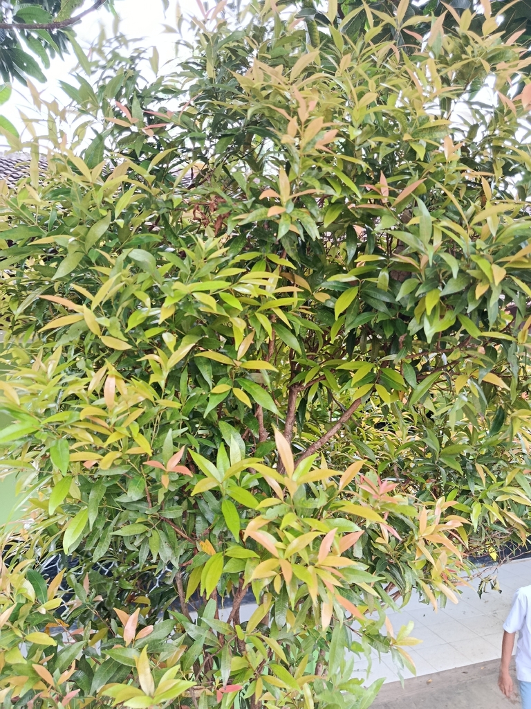 Red Lip (Syzygium myrtifolium)