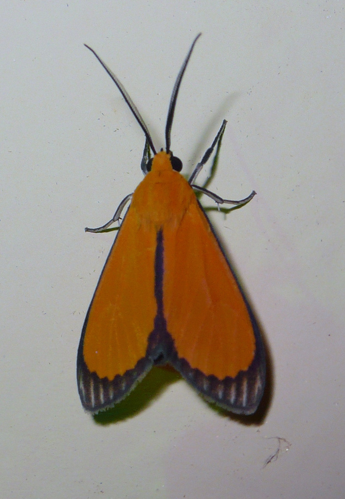 Uranophora atricincta