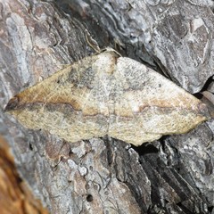 Prochoerodes forficaria