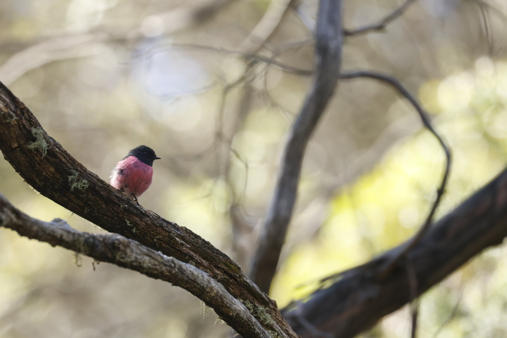 Pink Robin from Thredbo, Thredbo, NSW, AU on January 25, 2026 at 10:36 ...