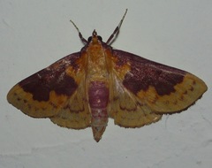 Polygrammodes ponderalis