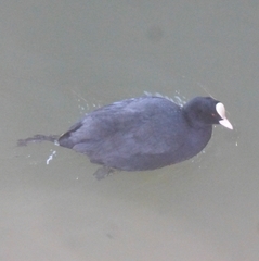 Fulica atra