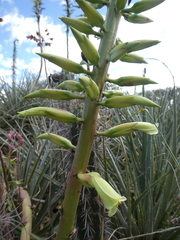 Puya aequatorialis