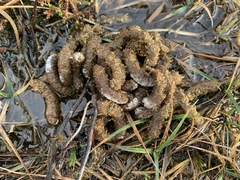Lagopus lagopus scotica