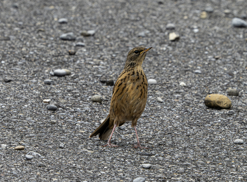 Anthus gutturalis, 2026-01-14