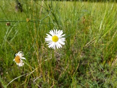 Boltonia asteroides glastifolia