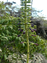 Puya aequatorialis