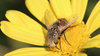 Gonia pallens - Photo (c) orlandomontes, some rights reserved (CC BY-NC), uploaded by orlandomontes