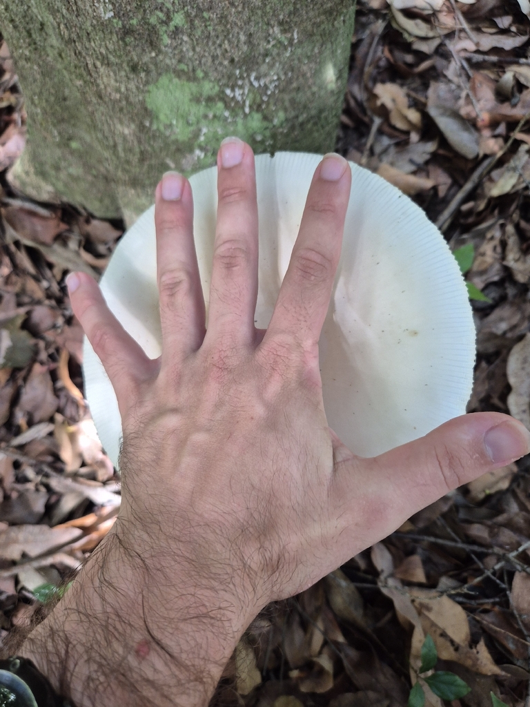 Amanita egregia · January 2026 · photo: © olliesaurus (iNaturalist, CC)
