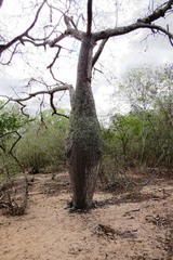 Ceiba glaziovii