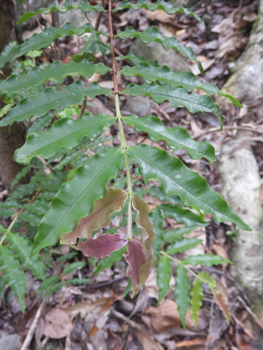 Syzygium hedraiophyllum, 2026-01-20