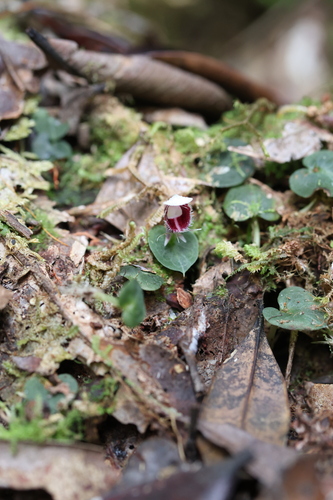 Corybas carinatus observed 2026-01-24
