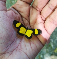 Cyllopoda jatropharia