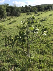Daphnopsis racemosa
