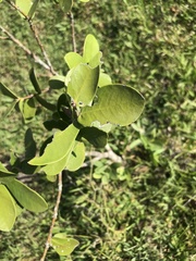 Daphnopsis racemosa
