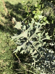 Colletia paradoxa