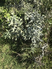 Colletia paradoxa