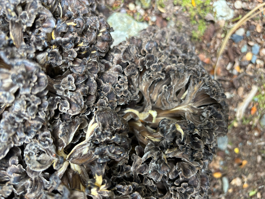 Grifola colensoi · January 2026 · photo: © conehead_nz (iNaturalist, cc-by)