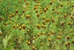 Trifolium spadiceum