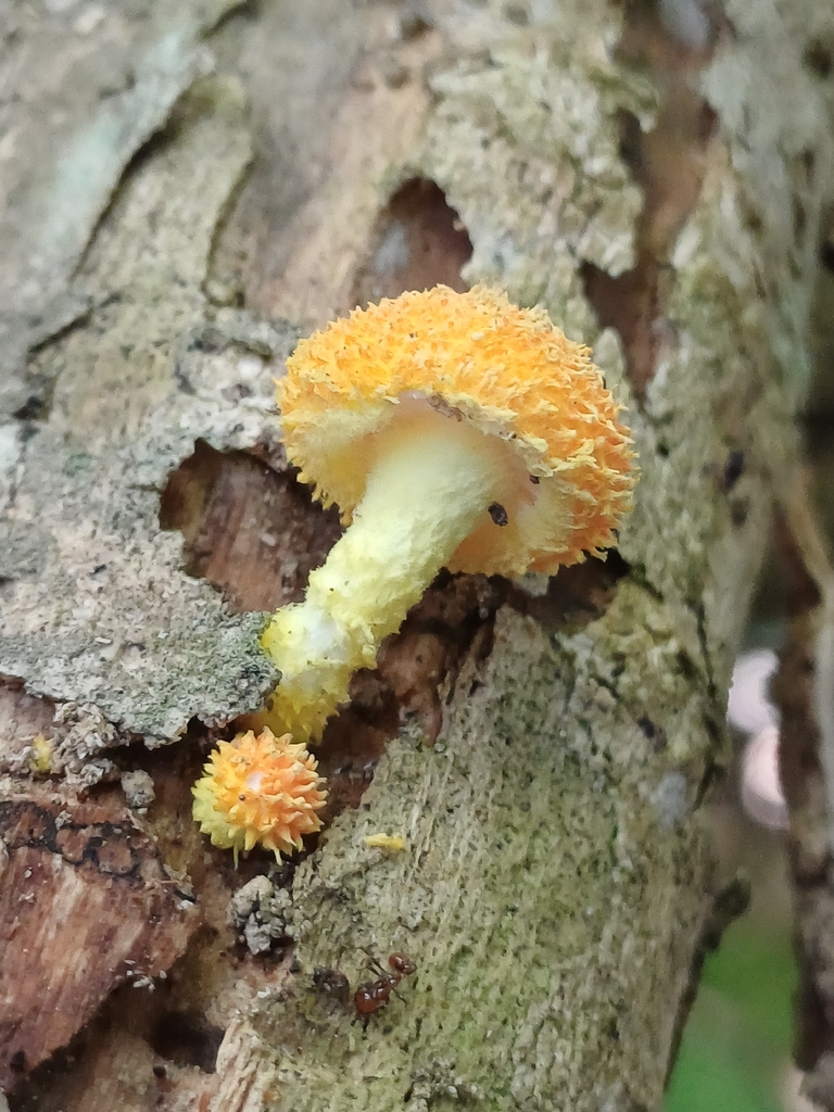 Cyptotrama asprata · January 2026 · photo: © steviakiwi23 (iNaturalist, cc0)
