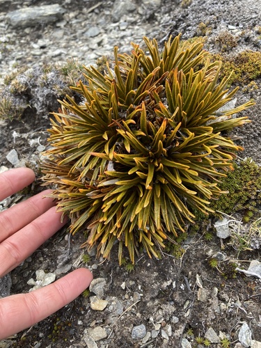 Aciphylla simplex, photograph 2