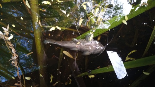 Armored catfish (Callichthys callichthys) — Callichthyidae