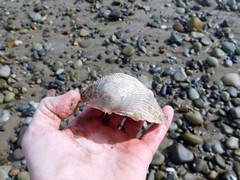 Dallocardia quadragenaria