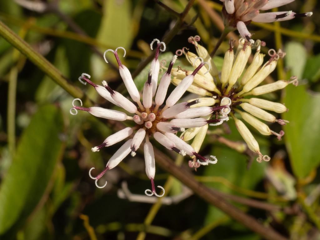 Palafoxia feayi; photograph (c) Turner Brockman, some rights reserved (CC BY-SA)