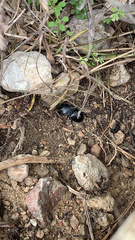 Pasimachus californicus