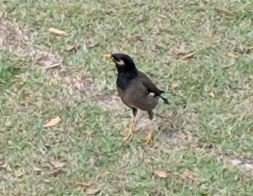 Common Myna