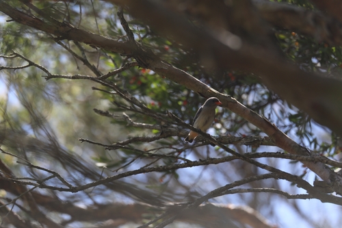 Mistletoebird (Dicaeum hirundinaceum), photo 1