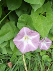 Convolvulus sepium, photograph Andy McKay, CC BY, iNaturalist via GBIF