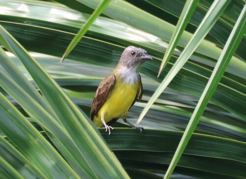 Sulphury Flycatcher (Tyrannopsis sulphurea), photo 6