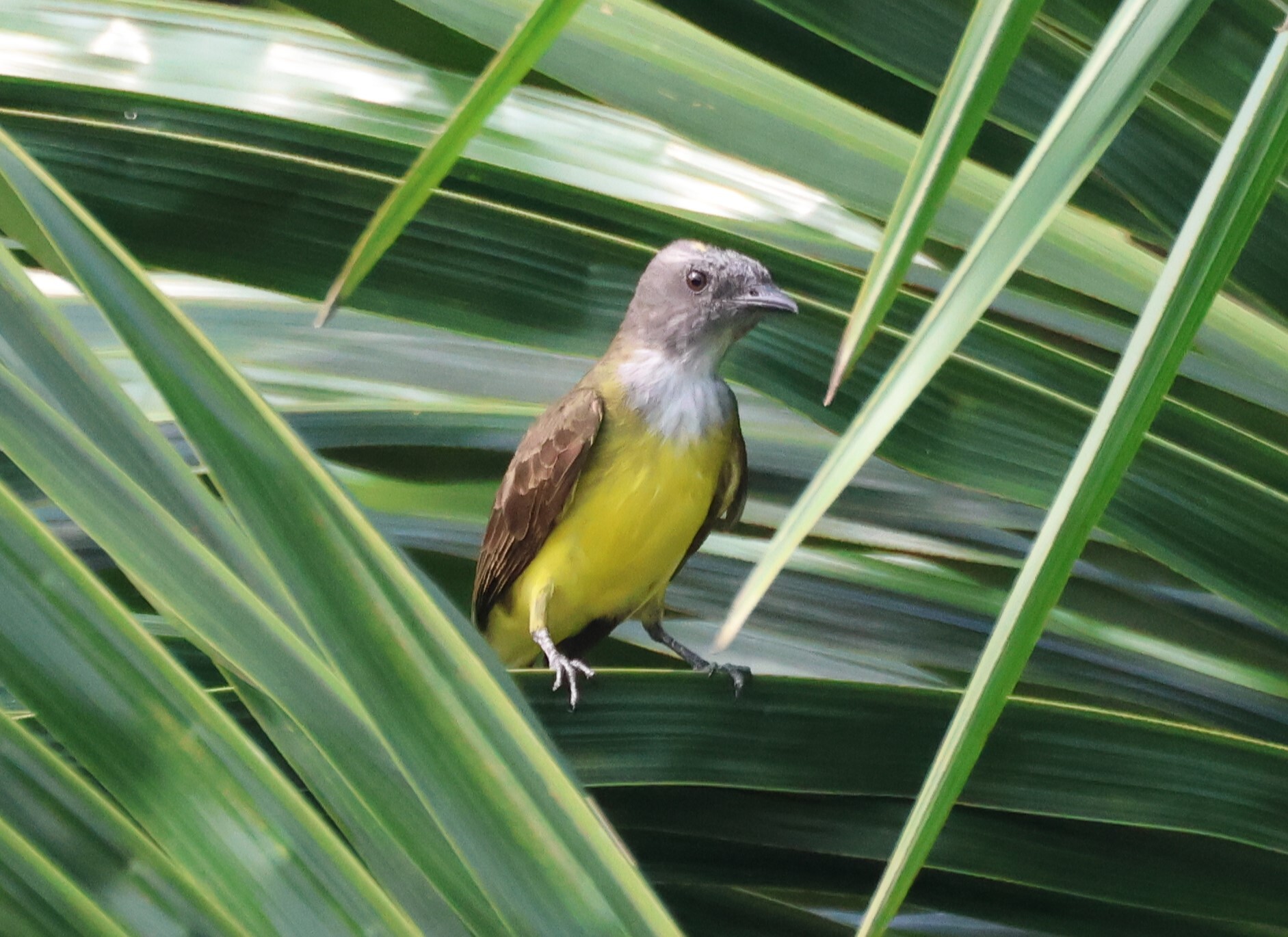 Sulphury Flycatcher (Tyrannopsis sulphurea), photo 6