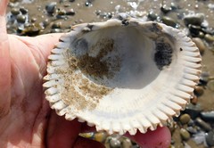 Dallocardia quadragenaria