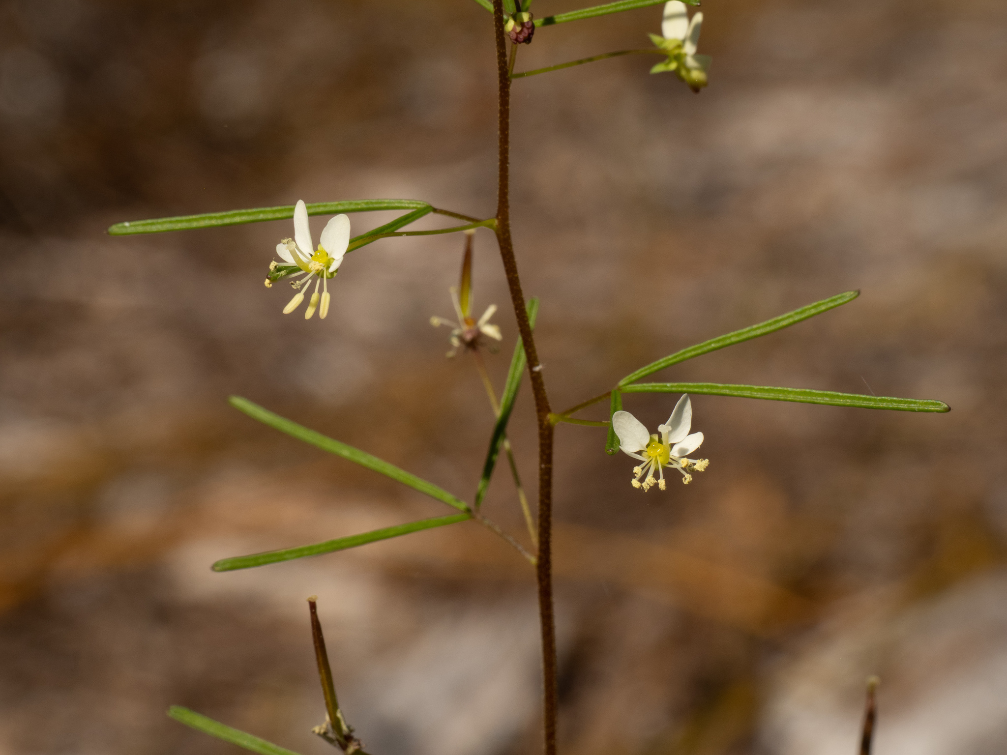 Slenderleaf Clammyweed (Cleome aldenella)