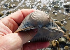 Dallocardia quadragenaria