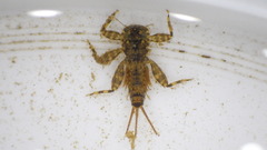 Maccaffertium mediopunctatum