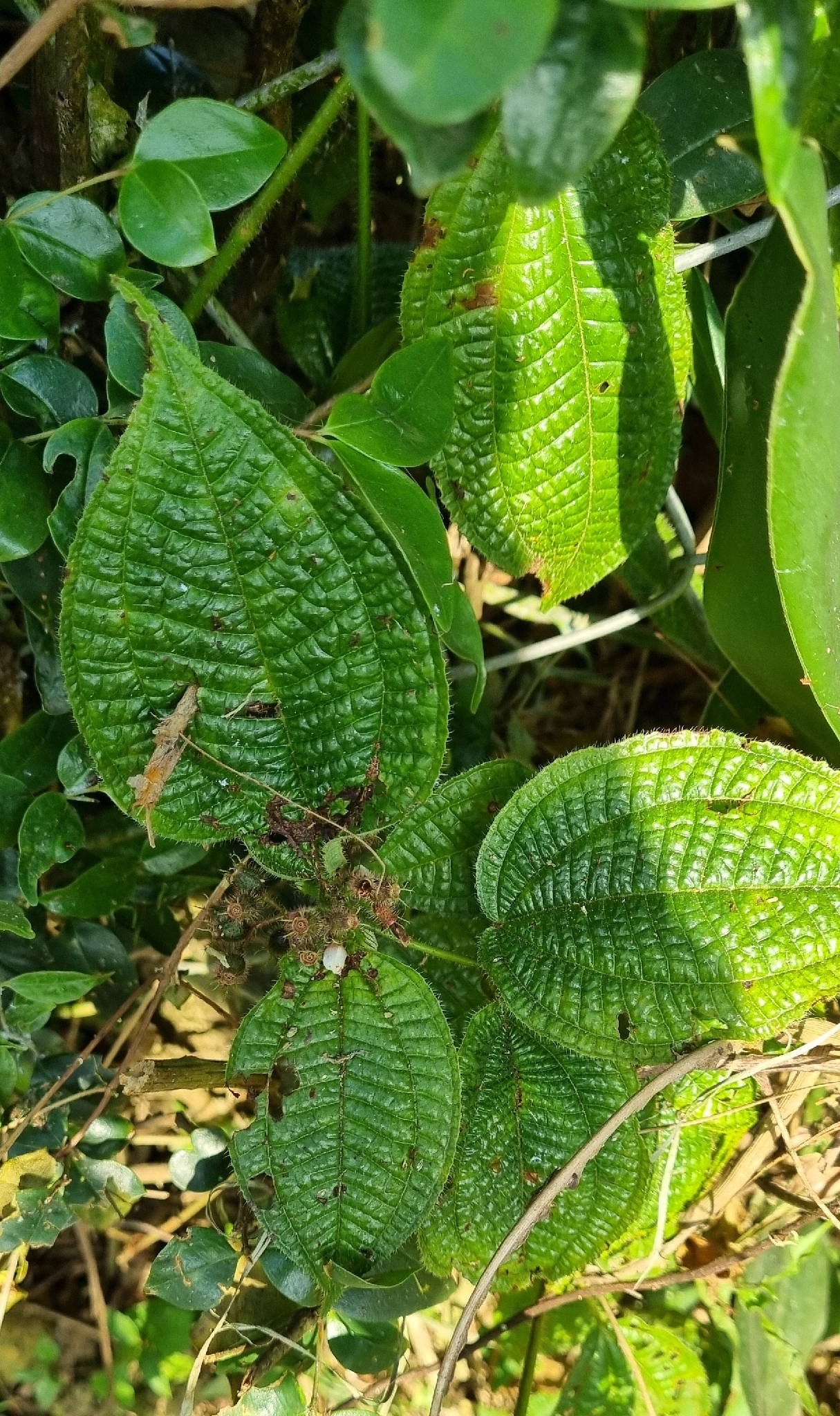 Miconia crenata (Miconia crenata)